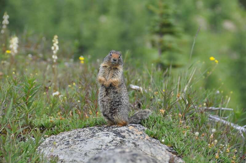 Skoki Lake Louise Daily Guided Hike in the Canadian Rockies - What Sets This Tour Apart from Others