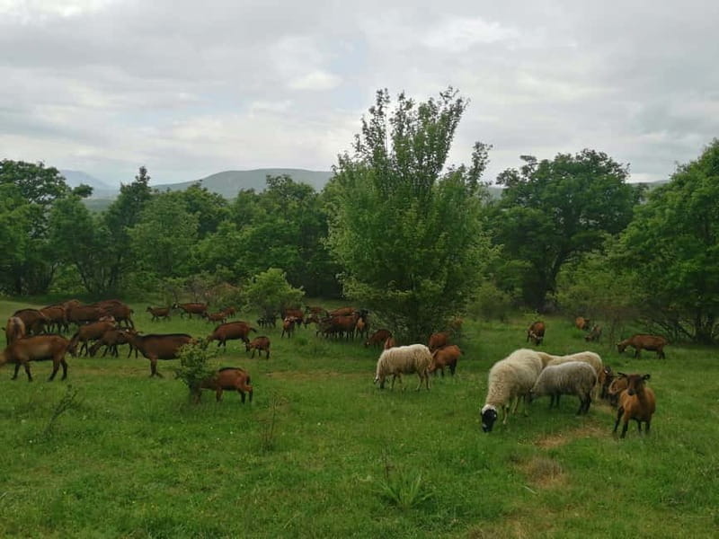 Skopje: Brodec  Spirova Hut  Crn Kamen Hike Tour - Climbing the Crn Kamen Peak for Panoramic Views