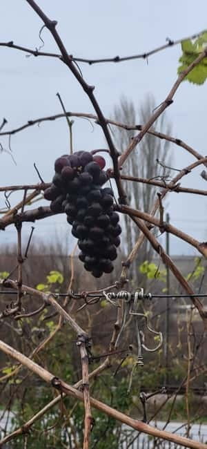 Skopje: Half-Day Stobi Wine Tour - Practical Details and Booking Flexibility