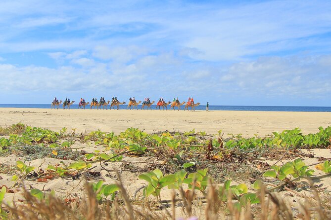 Sky Bike Adventure with Free Camel Ride and Horseback Riding - Free Camel Ride: An Exotic Encounter on the Beach