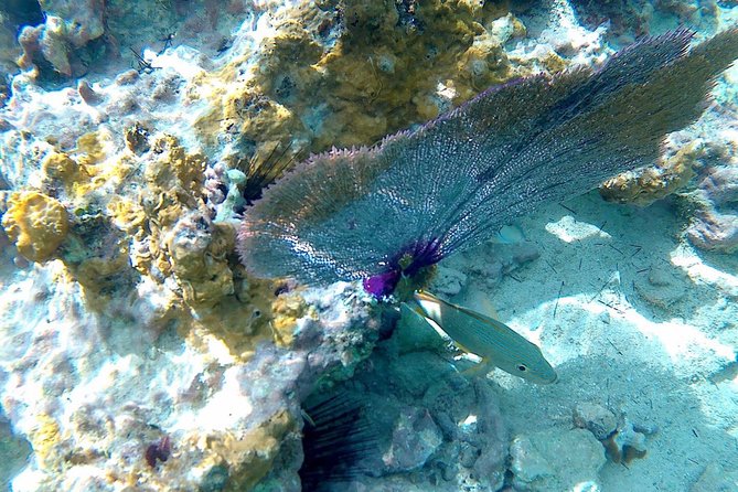 SkyReef Cozumel Snorkel & Tequila Tasting - Accessibility and Group Size