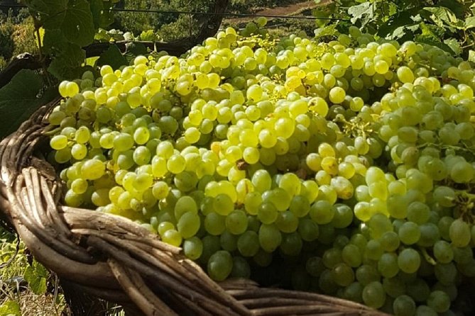 Skywalk, Madeira Wines Tasting and Vineyards 4x4 Experience - Off-Road 4x4 Adventure with Stunning Views