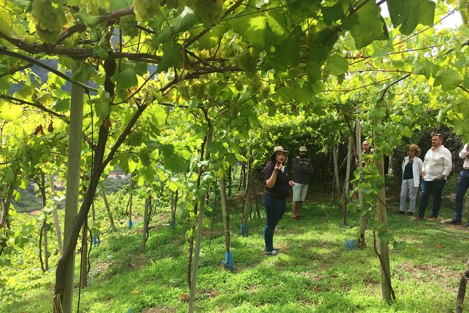 Skywalk, Madeira Wines Tasting and Vineyards 4x4 Experience - Climbing Girão Cape for Atlantic Views