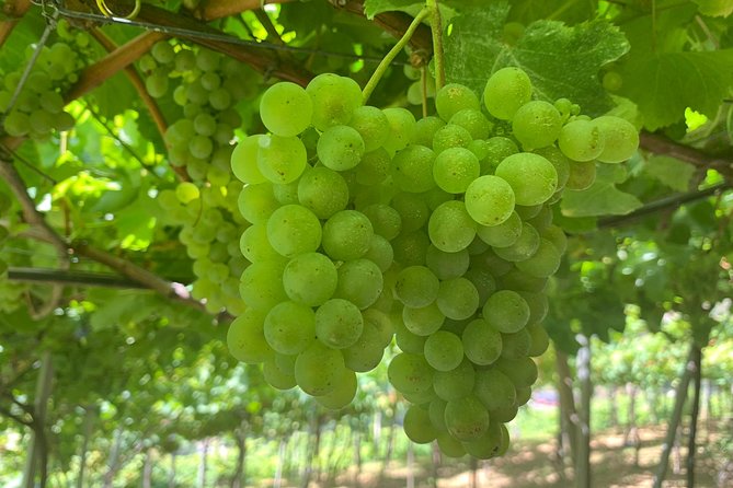 Skywalk with Wines Tasting and Vineyards Half day 4x4 Adventure - Discovering the Vineyards of São Vicente