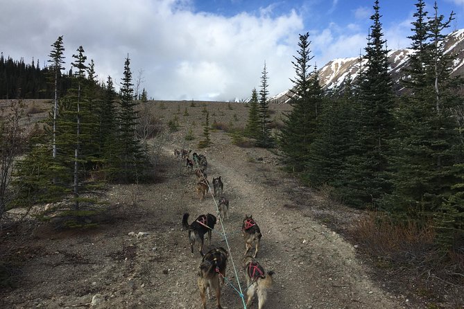 Sled Dog Adventure and Pan for Gold in the Yukon - Explore the Yukon with Sled Dogs and Gold Panning for $145 in Skagway