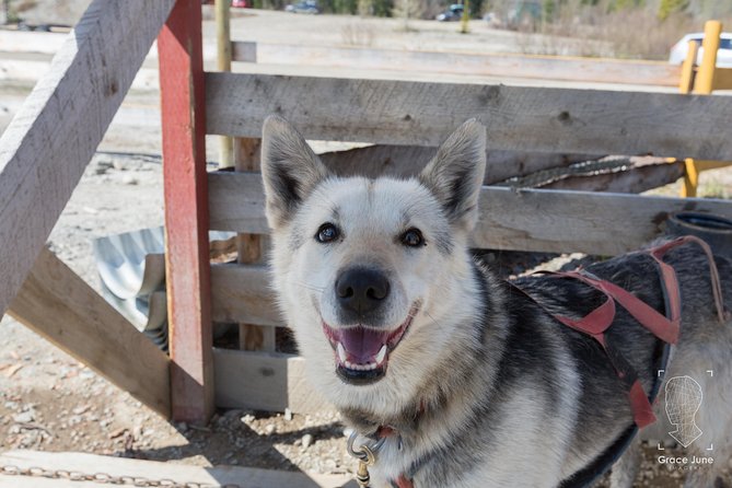 Sled Dog Adventure and Pan for Gold in the Yukon - Gold Panning at Liarsville Gold Fields