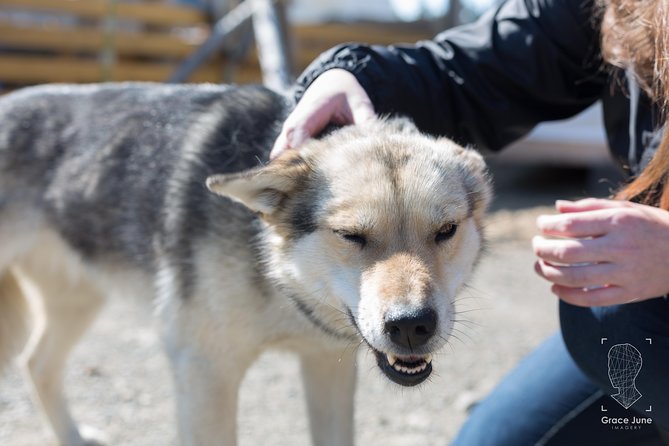 Sled Dog Adventure and Pan for Gold in the Yukon - Who Will Love This Tour