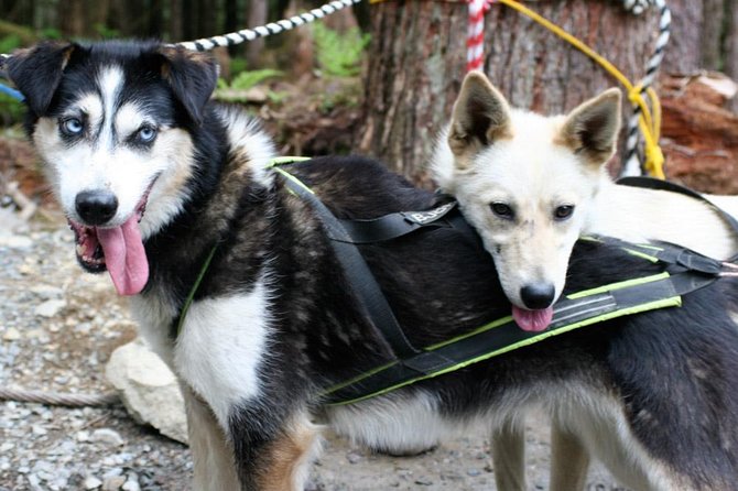 Sled Dog Adventure in Skagway - From Downtown Skagway to the Mushers Camp