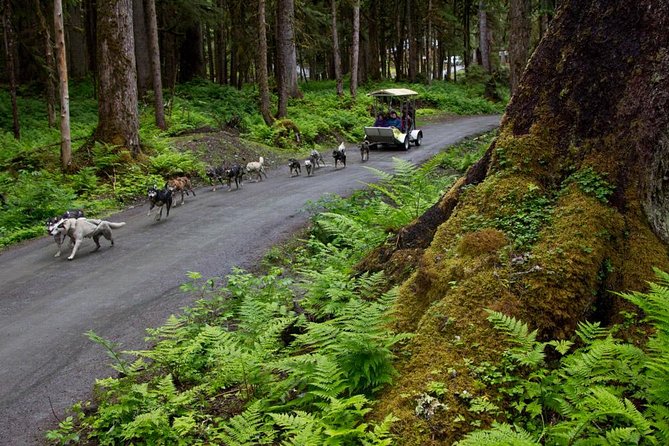 Sled Dog Discovery in Juneau - Scenic Drive Through Tongass National Rainforest