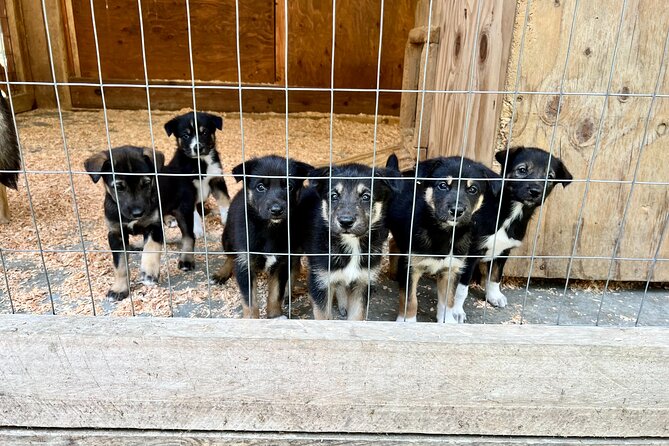 Sled Dog Discovery in Juneau - The Sled Ride: An Authentic 1-Mile Trek