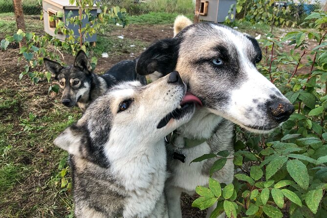 Sled Dog Kennel Tour - Weather Considerations and Cancellations