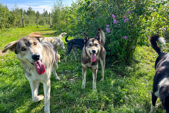 Sled Dog Kennel Tour - Limitations and Considerations