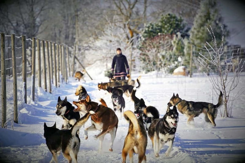 SLED DOG KENNEL VISIT TARTU COUNTRY ESTONIA - Key Points