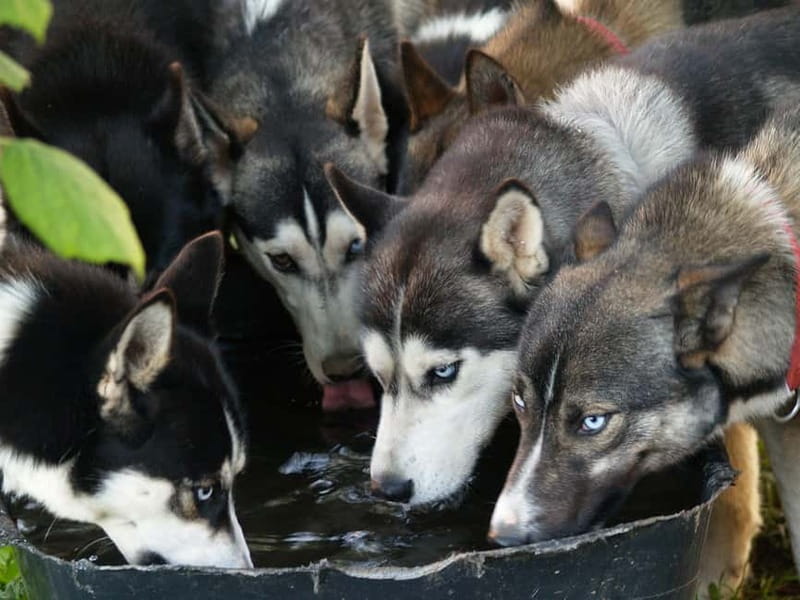SLED DOG KENNEL VISIT TARTU COUNTRY ESTONIA - What the Kennel Visit Includes: A Closer Look