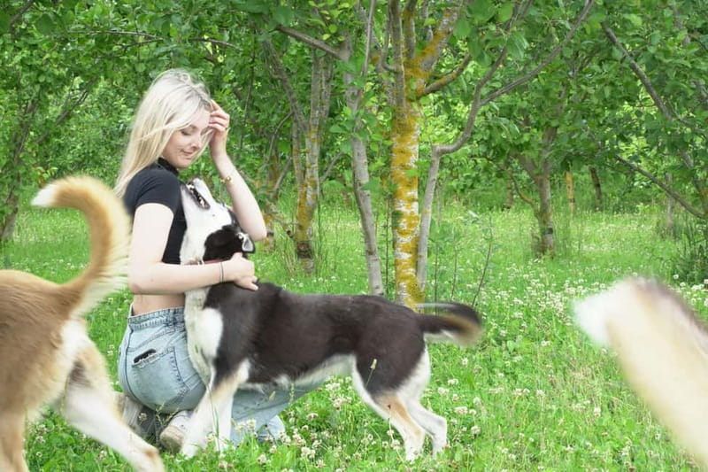 SLED DOG KENNEL VISIT TARTU COUNTRY ESTONIA - The Value of Visiting a Siberian Husky Kennel in Tartu