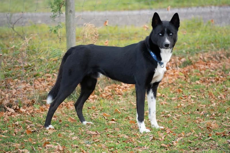 SLED DOG KENNEL VISIT TARTU COUNTRY ESTONIA - The Walking and Photo Experience with the Huskies