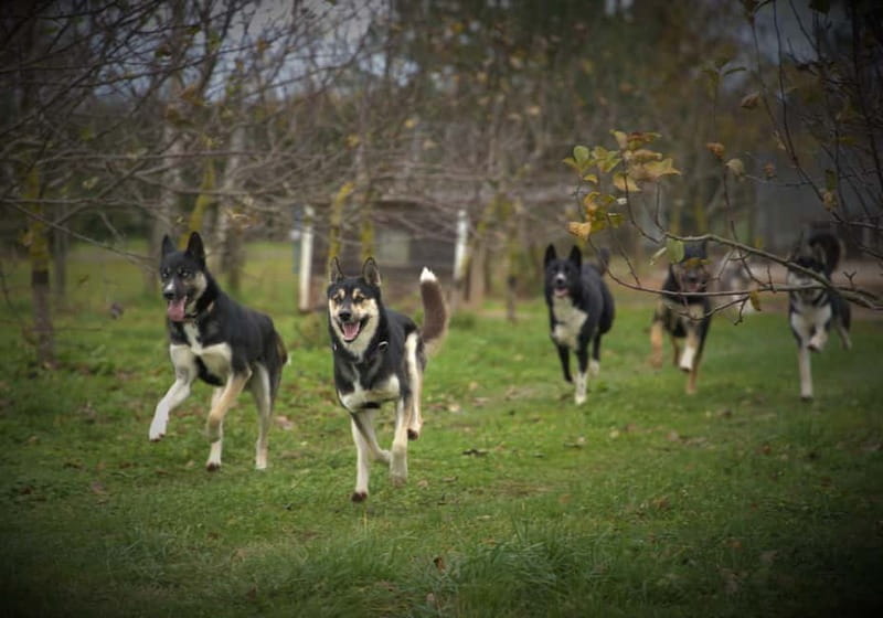 SLED DOG KENNEL VISIT TARTU COUNTRY ESTONIA - The Accessibility and Practical Details of the Tour