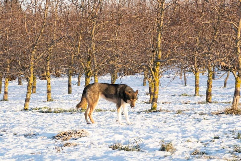SLED DOG KENNEL VISIT TARTU COUNTRY ESTONIA - Who Will Enjoy the Tartu Sled Dog Kennel Visit?