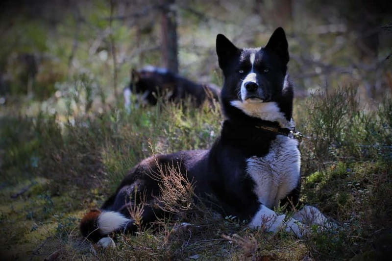 SLED DOG KENNEL VISIT TARTU COUNTRY ESTONIA - Final Thoughts: Authentic, Fun, and Informative