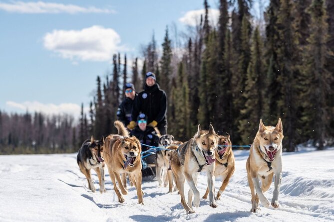 Sled Dog Ride and Scenic Drive from Anchorage - Discover the Excitement of a Sled Dog Ride and Scenic Drive from Anchorage