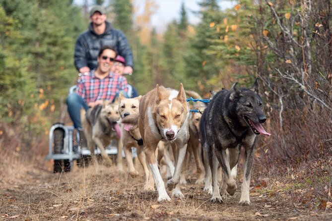 Sled Dog Ride and Scenic Drive from Anchorage - Key Points