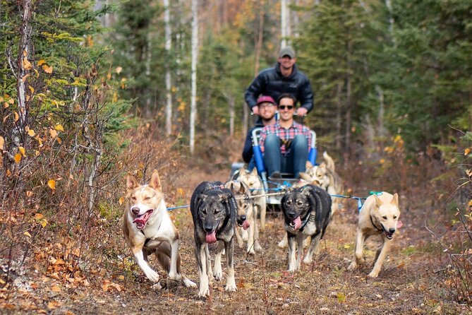 Sled Dog Ride and Scenic Drive from Anchorage - Physical Requirements and Accessibility