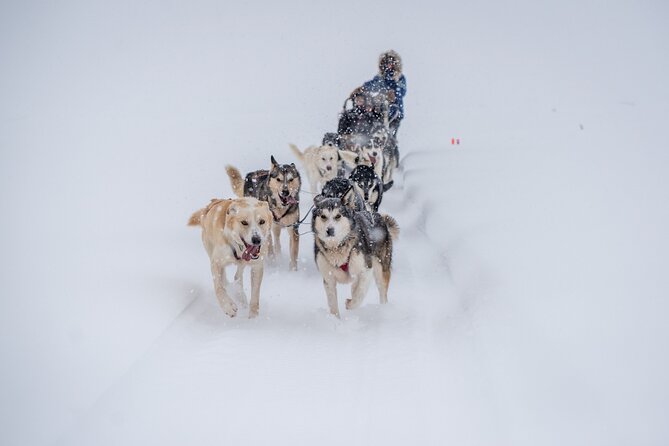Sled Dog Sampler Ride in Fairbanks - Key Points