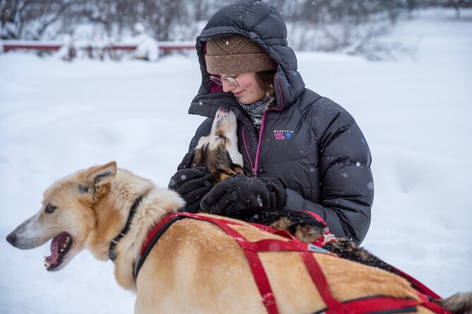 Sled Dog Sampler Ride in Fairbanks - Convenient Location Near Fairbanks Airport and Downtown
