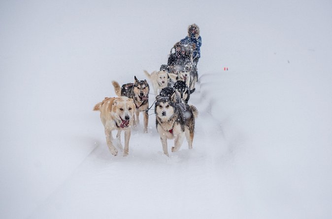 Sled Dog Sampler Ride in Fairbanks - Why This Tour Is a Top Choice in Fairbanks