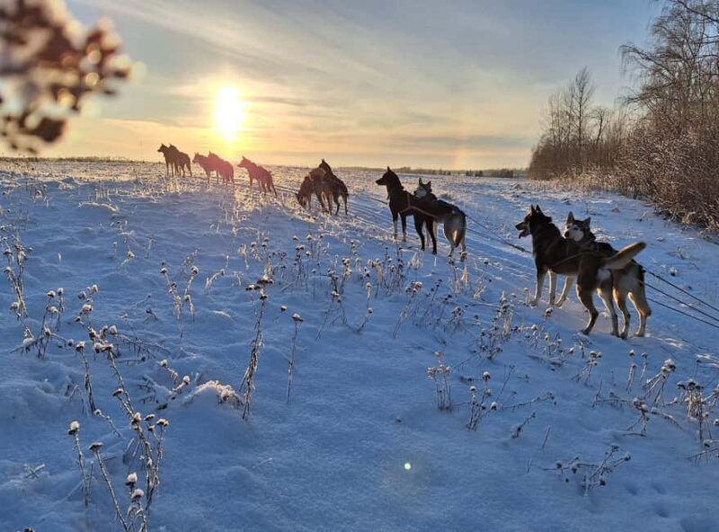 SLED DOG TOUR AND KENNEL VISIT & WITH OVERNIGHT STAY - Overnight Stay in a Cozy Guesthouse