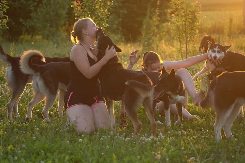 SLED DOG TOUR AND KENNEL VISIT & WITH OVERNIGHT STAY - The Unique Charm of the Tartu County Sled Dog Experience