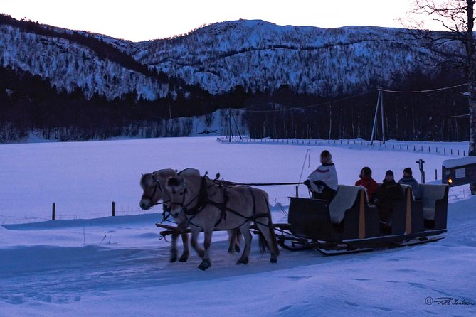 Sleigh Ride w/ snacks - Experience Arctic Farm Life - What You Can Expect During the Ride