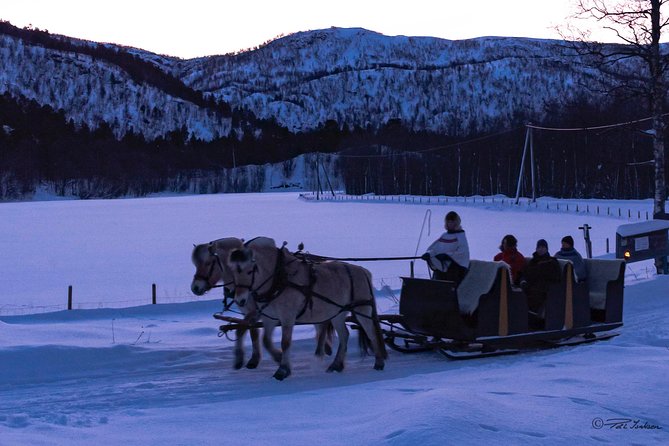 Sleigh Ride w/ Tapas Meal - Experience Arctic Farm Life - Visiting Sheep and Learning Farm Life