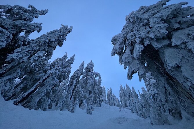 Slow down and enjoy winter on a private snowshoe tour. - Key Points