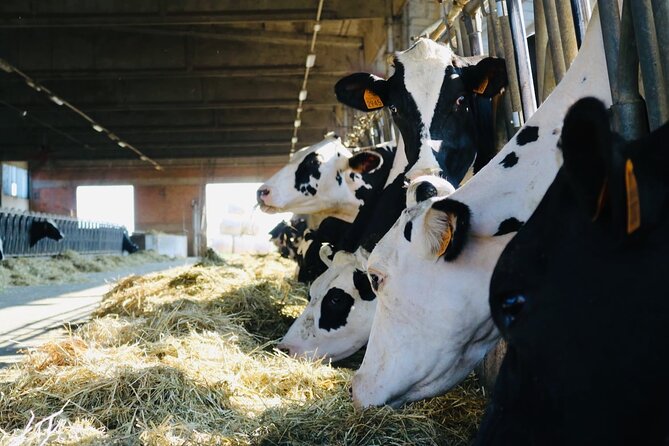 Slow Parma Food Experience Half Day Private Tour and Tasting - Guides Who Bring Knowledge and Warmth to the Experience