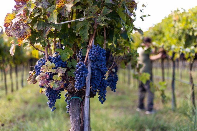 Slow Wine & Tartufo Gelato Tasting Experience - Key Points