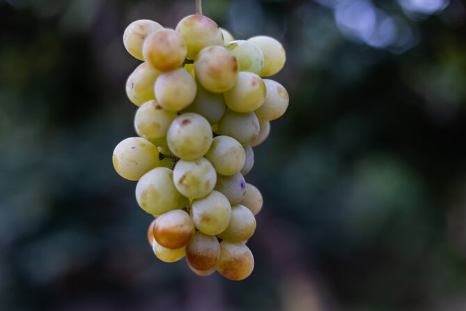 Slow Wine & Tartufo Gelato Tasting Experience - Tasting Organic Calabrian Wines and Learning About Local Traditions