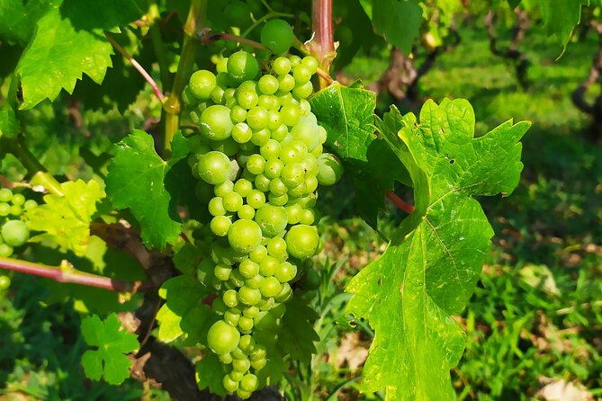 Slurp of Grk Wine Tour - Key Points