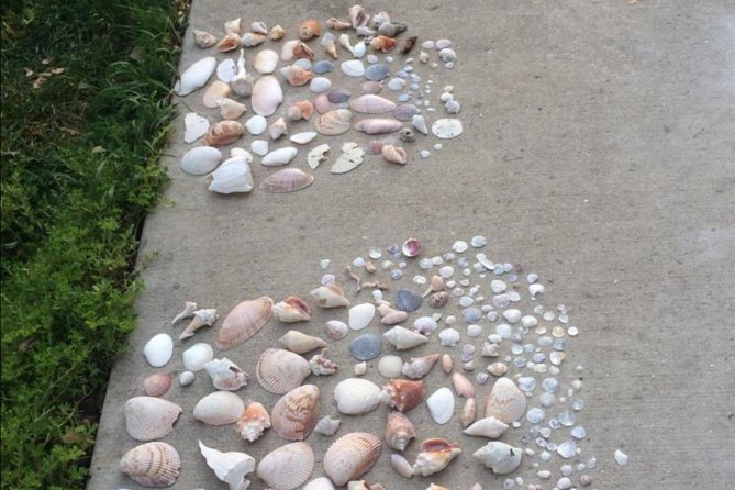 Small Group 2 Hour Dolphin Cruise with Snorkeling to Shell Key - Exciting 2-Hour Dolphin Cruise in St. Petersburg with Snorkeling at Shell Key