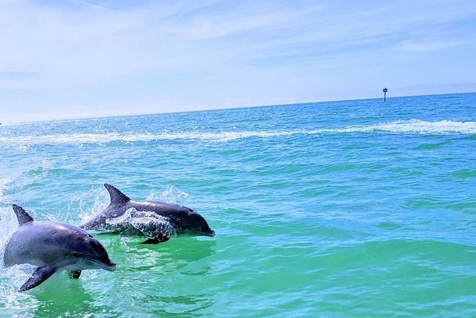 Small Group 2 Hour Dolphin Cruise with Snorkeling to Shell Key - Flexibility with Departure Times and Customization
