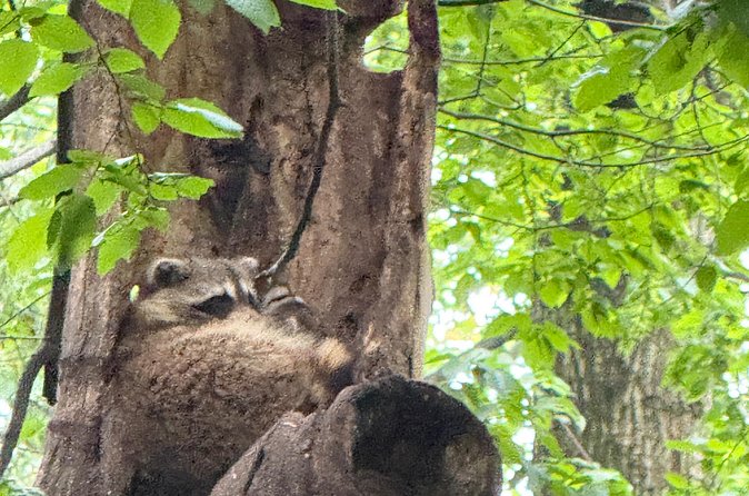 Small Group 2 Hours Walking Tour of Central Park - up to 8 people - Optional Visit to Strawberry Fields