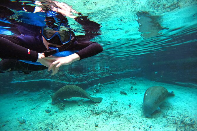 Small Group 6 Passenger Manatee Swim - Small Group 6 Passenger Manatee Swim in Crystal River: An Up-Close Encounter with Florida’s Gentle Giants