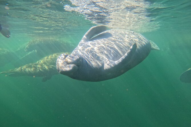 Small Group 6 Passenger Manatee Swim - What the Tour Includes: Comfort and Safety