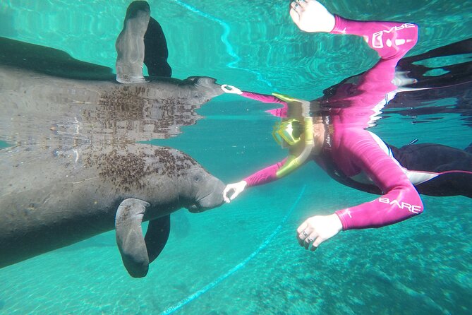 Small Group 6 Passenger Manatee Swim - The Experience: Guided by Knowledgeable Professionals
