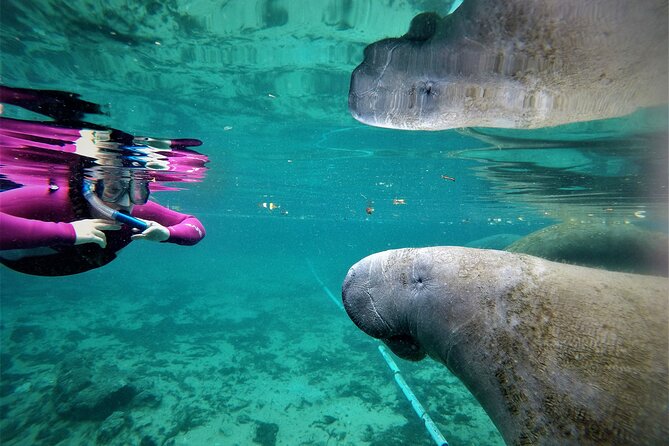Small Group 6 Passenger Manatee Swim - Group Size and Pacing: Personalized Water Encounters