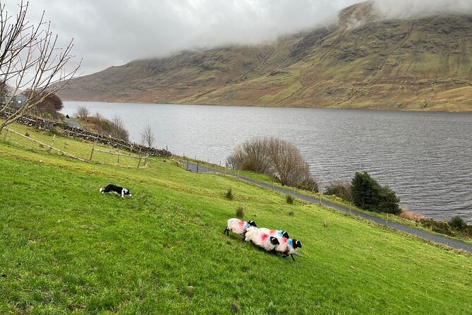 Small Group Aughnanure Castle, Sheepdog Demo & Connemara Tour - Sheepdog Demonstration and Connemara’s Farming Heritage