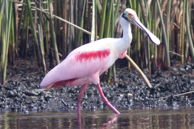 Small Group Boat, Kayak and Walking Guided Eco Tour Everglades - Practical Details: Meeting Point, Group Size, and Accessibility