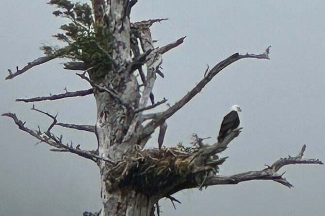 Small Group Boat Tour of Sitka - Discover the Small Group Boat Tour of Sitka for Wildlife Enthusiasts