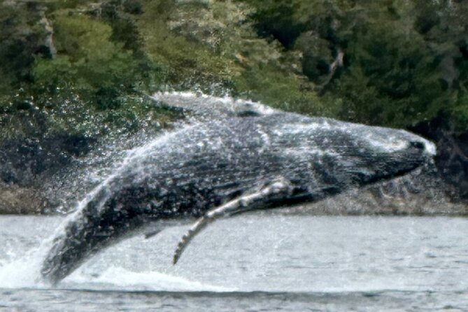 Small Group Boat Tour of Sitka - Practical Logistics and Comforts