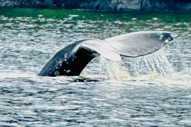 Small Group Boat Tour of Sitka - The Expertise and Approach of the Guide